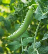 Hrách dřeňový Maxigolt - Pisum sativum - semena hrachu - 35 ks