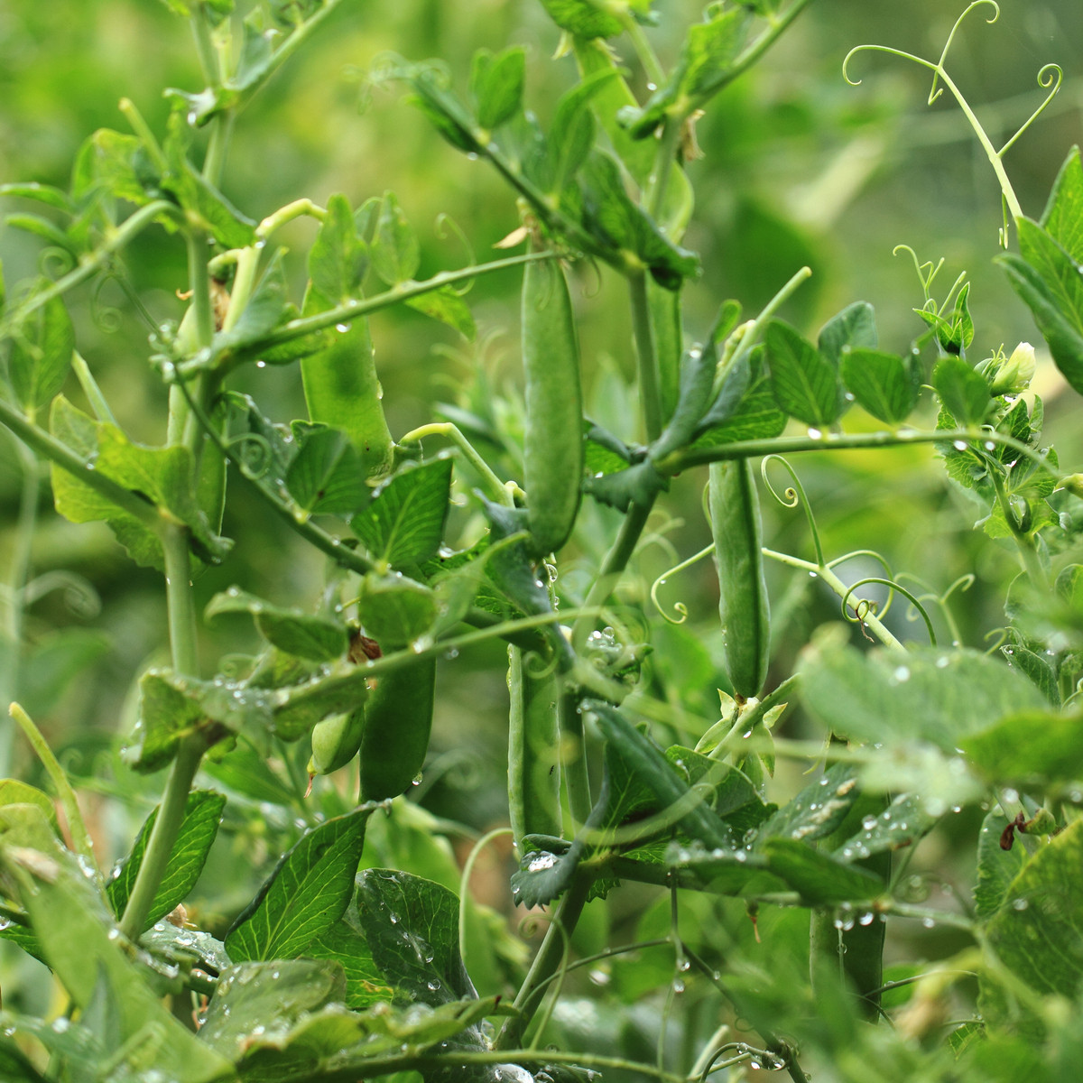 Hrách dřeňový Gloriosa - Pisum sativum - semena hrachu - 85 ks
