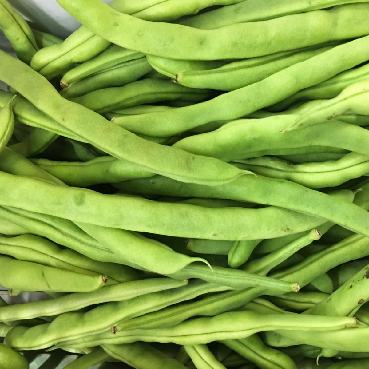 BIO Fazole keříčková Maxi - Phaseolus vulgaris - bio semena fazole - 20 ks