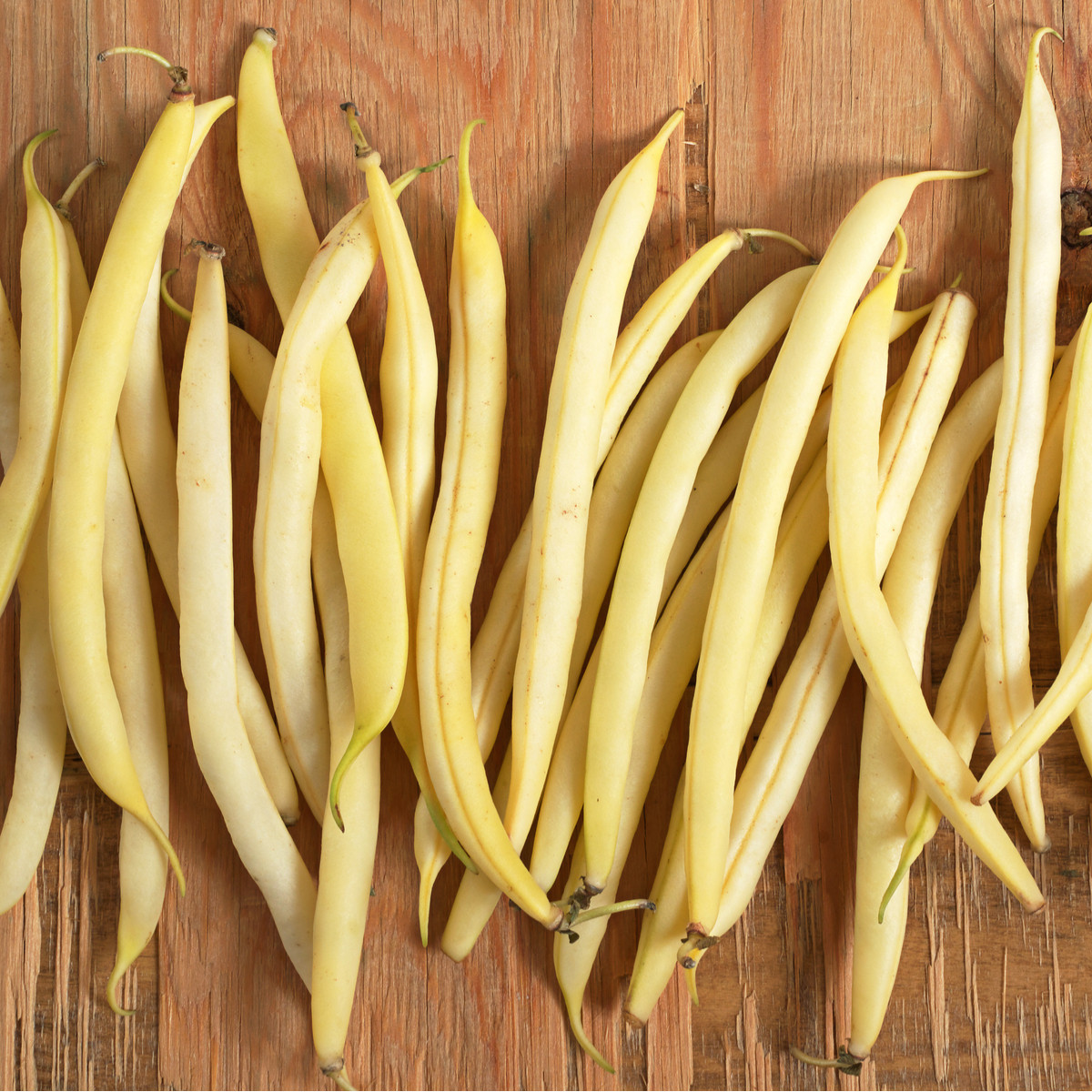 Fazole keříčkový Sonesta - Phaseolus vulgaris - semena fazole - 20 ks