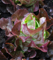 Salát hlávkový červený Rosemarry - Lactusa sativa - semena - 0,3 gr