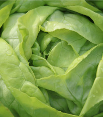 Salát ledový Ledové jezero - Lactuca sativa - semena salátu - 100 ks