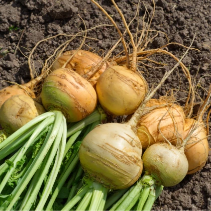 Tuřín Dalibor - Brassica napus var. napobrassica - semena tuřínu - 250 ks