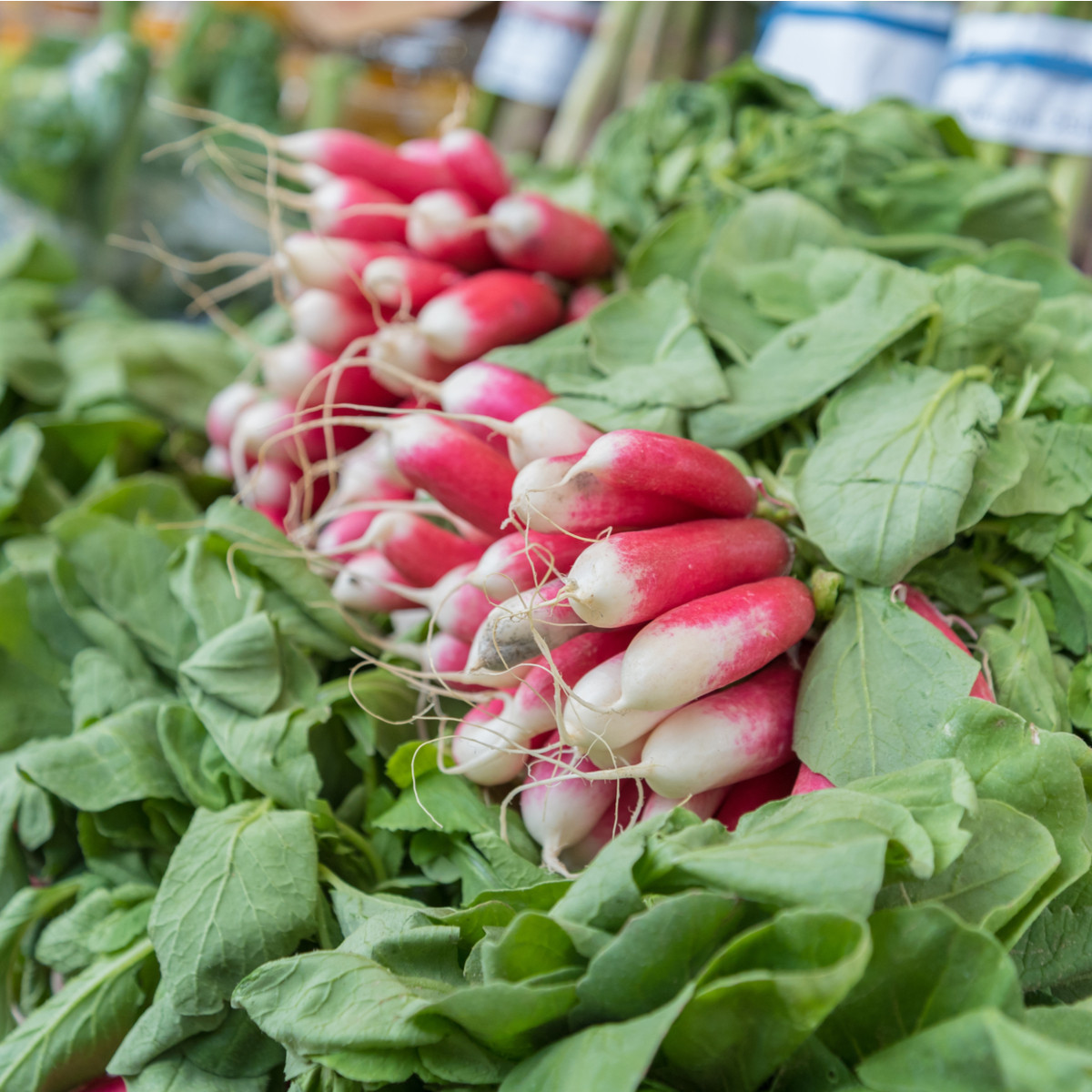 Ředkev Francouzská snídaně - Raphanus sativus - semena ředkve - 45 ks