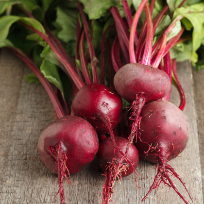 Řepa Ägyptische Plattrunde - Beta vulgaris - semena řepy - 50 ks