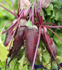 Řepa salátová Forono - Beta vulgaris - semena řepy - 160 ks