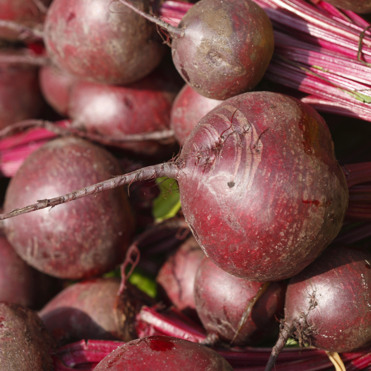 Řepa Bulls Blood - Beta vulgaris L. - semena řepy - 50 ks