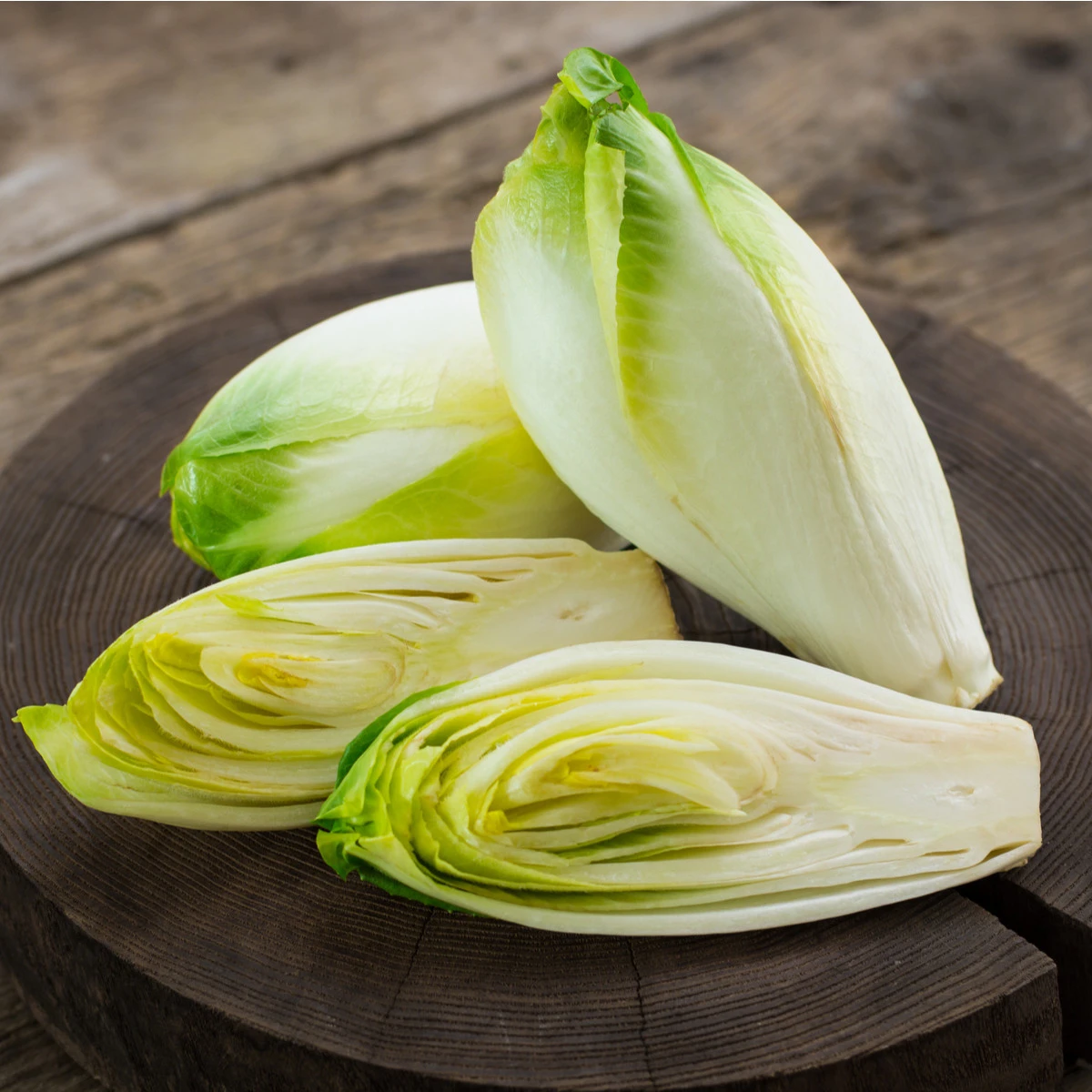 Čekanka salátová - Cichorium intybus - semena čekanky - 180 ks