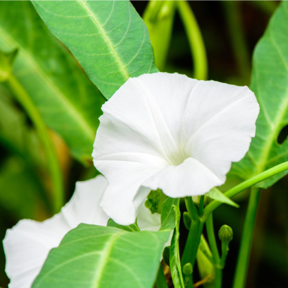 Povíjnice vodní - Špenát vodní - Ipomoea aquatic - semena povíjnice - 15 ks