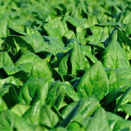 Špenát setý zelný Monnopa - Spinacia oleracea - semena špenátu - 100 ks
