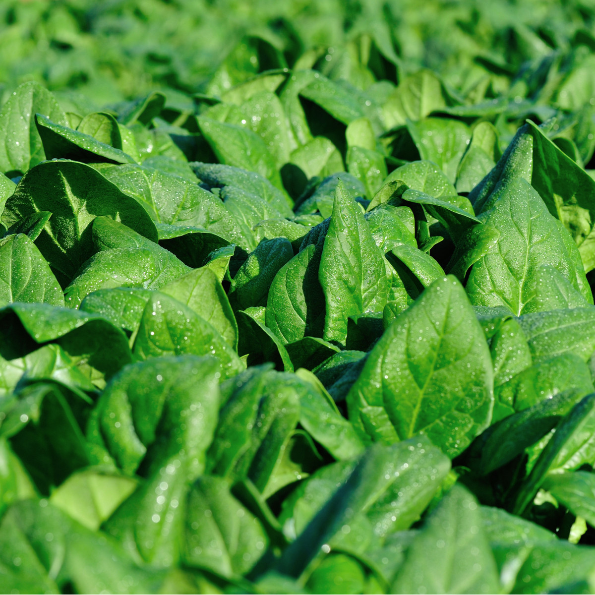 Špenát setý zelný Monnopa - Spinacia oleracea - semena špenátu - 100 ks