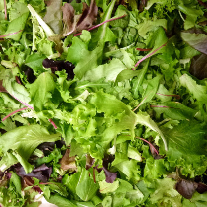 Mix orientálních salátů - semena salátu - 50 ks