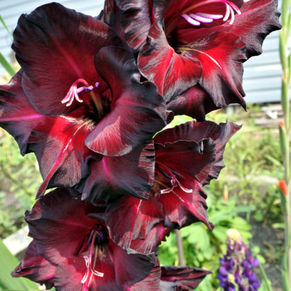 Gladiol Black Star - Gladiolus - hlízy mečíku - 3 ks