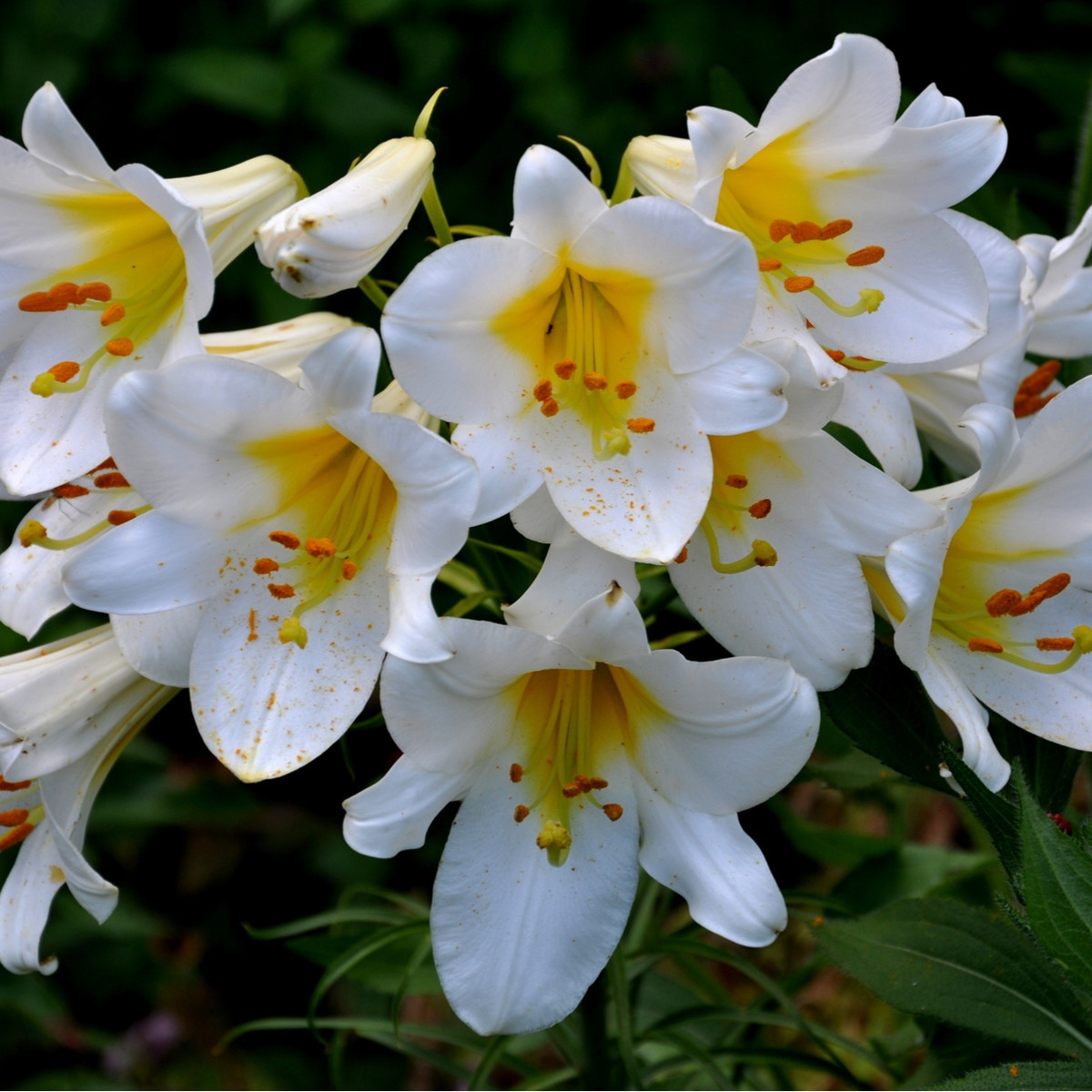 Lilie královská bílá - Lilium regale album - cibule lilie - 1 ks