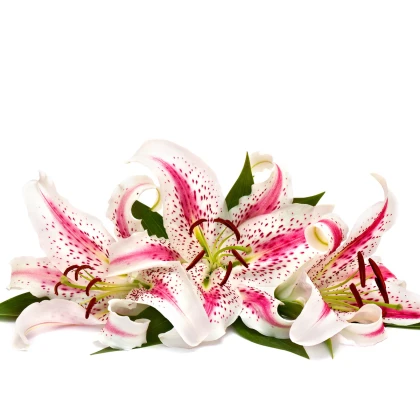 Lilie Dizzy - Lilium - cibule lilie - 1 ks
