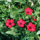 Len velkokvětý červený - Linum grandiflorum - semena lnu - 140 ks