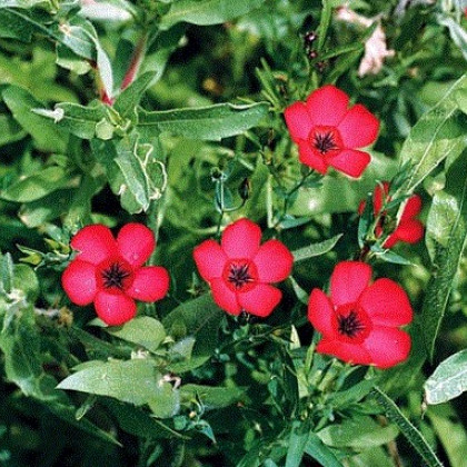 Len velkokvětý červený - Linum grandiflorum - semena lnu - 140 ks