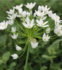 Česnek okrasný bílý - Allium neapolitanum - cibule okrasného česneku - 3 ks