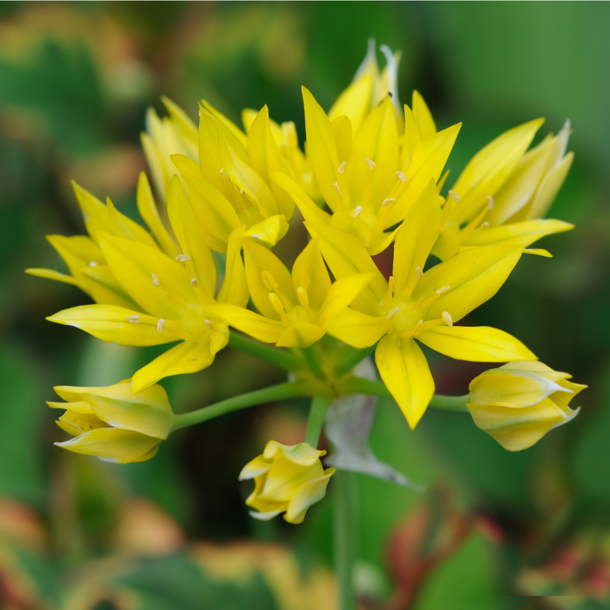 Česnek Moly žlutý - Allium - cibule okrasného česneku - 3 ks