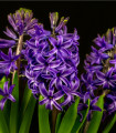 Modrý hyacint Blue Pearl - cibuloviny - 1 ks