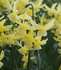 Narcis Hawera - Narcissus - cibule narcisu - 3 ks
