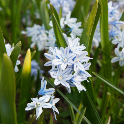 Puškinie ladoňkovitá - Puschkinia libanotica - cibule puškinie - 6 ks