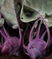 BIO Kedluben Azur - Brassica oleracea L. - bio semena kedlubnu - 50 ks