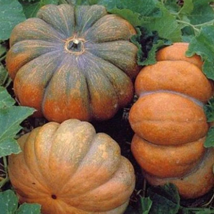 BIO Dýně Muscat De Provence - Cucurbita moschata - bio semena dýně - 5 ks