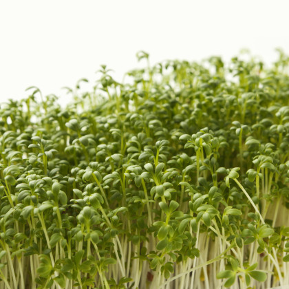 Řeřicha zahradní Dánská - Lepidium sativum - semena řeřichy - 850 ks