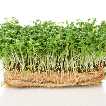 BIO Řeřicha Kresso - Lepidium sativum - bio semena řeřichy - 150 ks