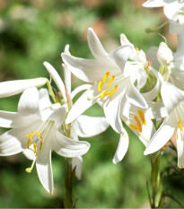 Lilie bělostná - Lilium candidum - cibule lilie - 1 ks