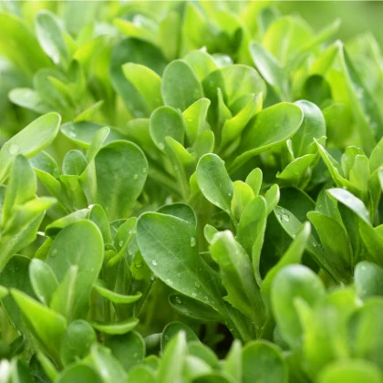 Kozlíček polníček Verte de Cambrai - Vallerianella locusta - semena polníčku - 50 ks