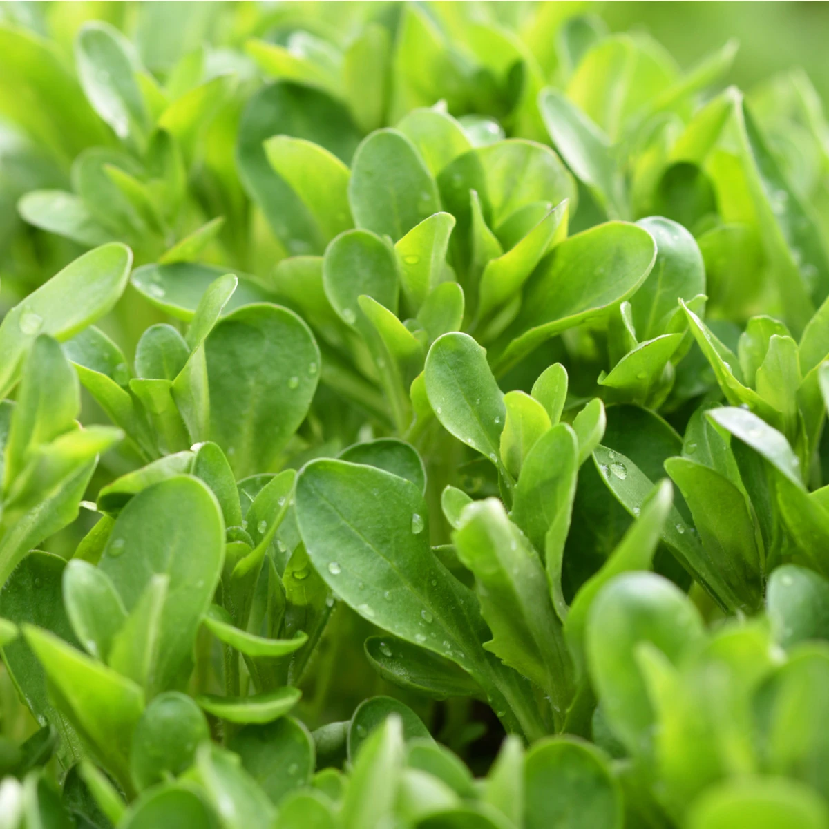 Kozlíček polníček Verte de Cambrai - Vallerianella locusta - semena polníčku - 50 ks