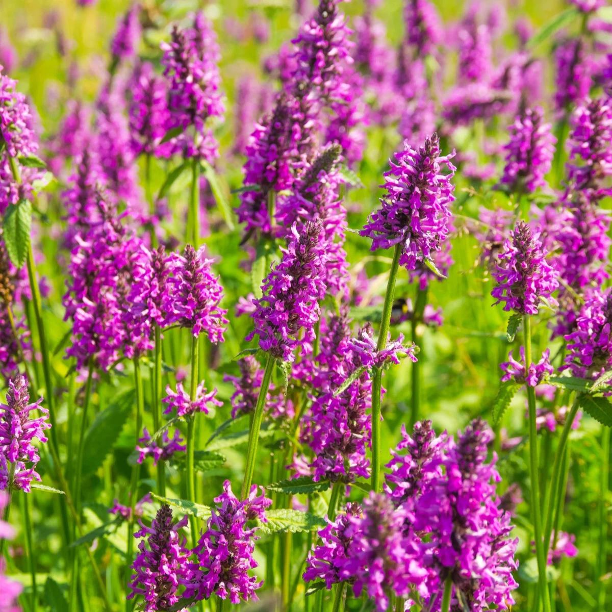 Bukvice lékařská - Betonica officinalis - semena bukvice - 20 ks