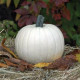 Dýnia Moonshine F1- Cucurbita pepo - nasiona dyni - 12 szt.