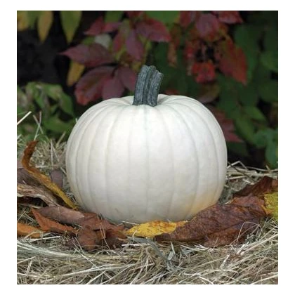 Dýnia Moonshine F1- Cucurbita pepo - nasiona dyni - 12 szt.