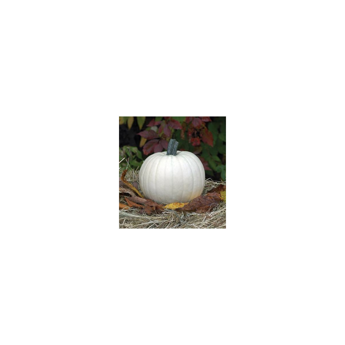 Dýnia Moonshine F1- Cucurbita pepo - nasiona dyni - 12 szt.