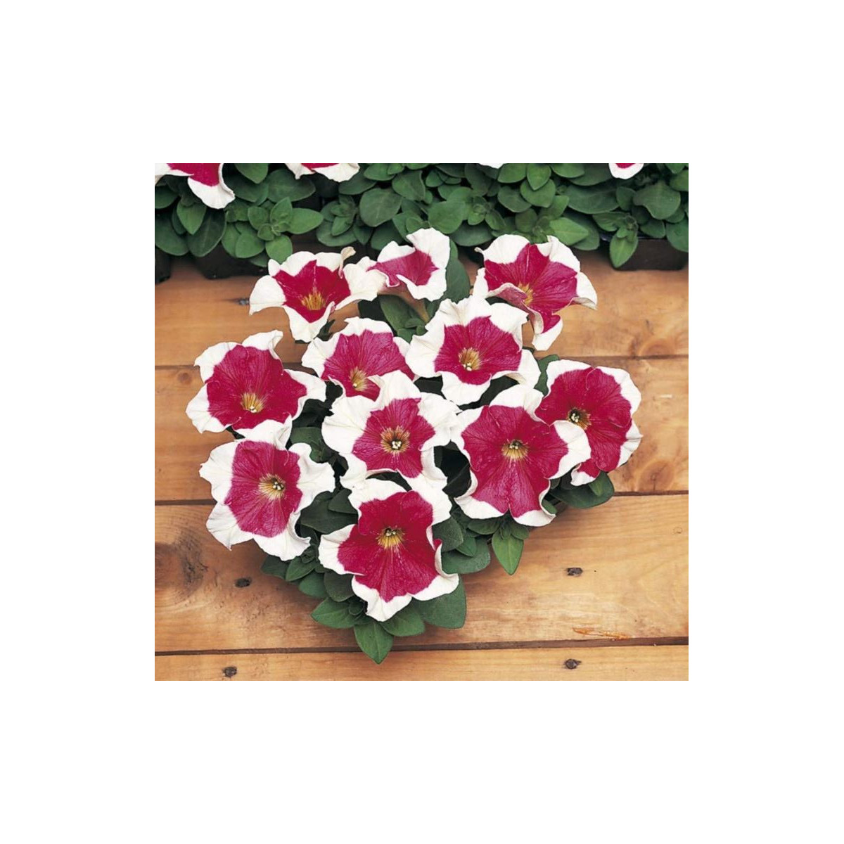 Petúnie mnohokvětá Red Frost F1 - Petunia multiflora - semena petúnie - 20 ks