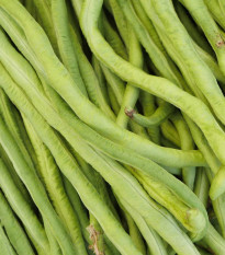 Vigna čínská Metro - Vigna sinensis - 6 g