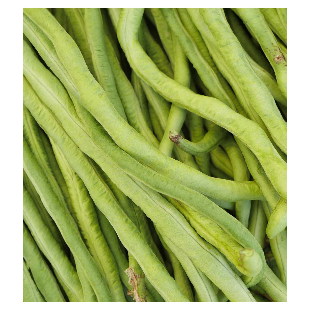 Vigna čínská Metro - Vigna sinensis - 6 g