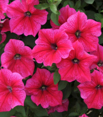 Petúnie Rose of Heavens růžová - Petunia nana compacta - semena - 20 ks