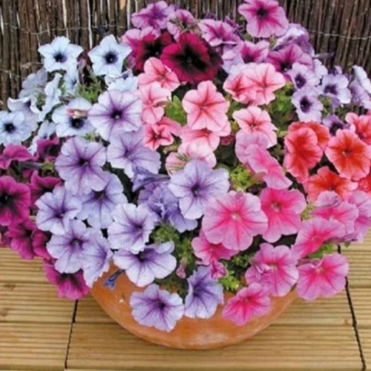Petúnie Superbissima směs - Petunia nana compacta - semena petúnie - 20 ks