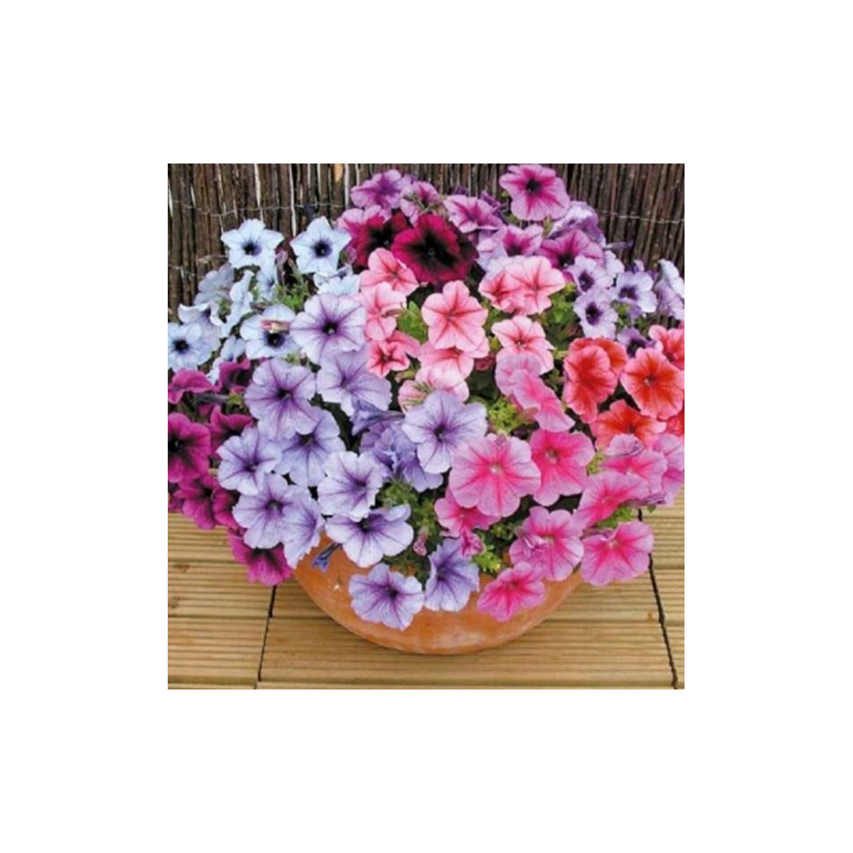 Petúnie Superbissima směs - Petunia nana compacta - semena petúnie - 20 ks