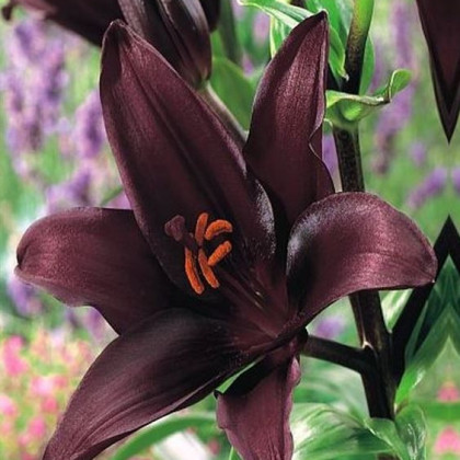 Lilie asijská Mapira - Lilium - cibule lilie - 1 ks