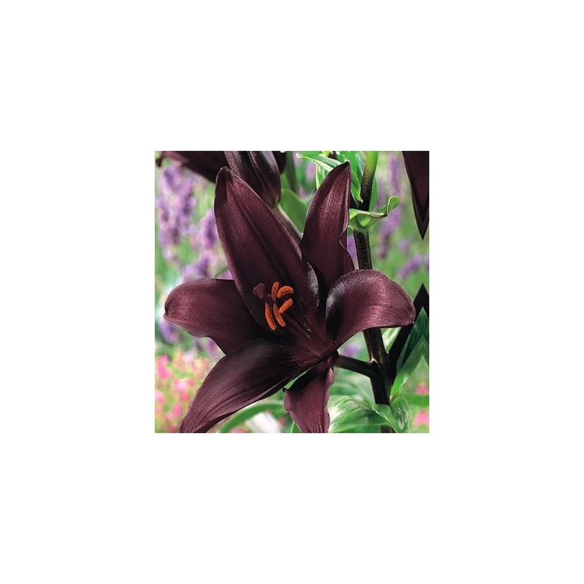 Lilie asijská Mapira - Lilium - cibule lilie - 1 ks