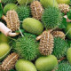 Okrasná okurka - Cucumis insignis - semena - 6 ks