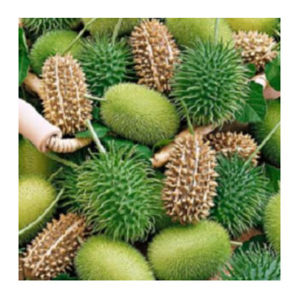 Okrasná okurka - Cucumis insignis - semena - 6 ks