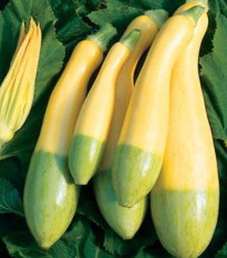 Cuketa Zephyr F1 - Cucurbita pepo - semena cukety - 6 ks