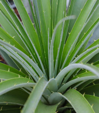 Puja - Puya mirabilis - nasiona puyi - 15 szt.