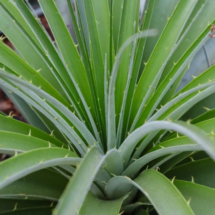 Puja - Puya mirabilis - nasiona puyi - 15 szt.